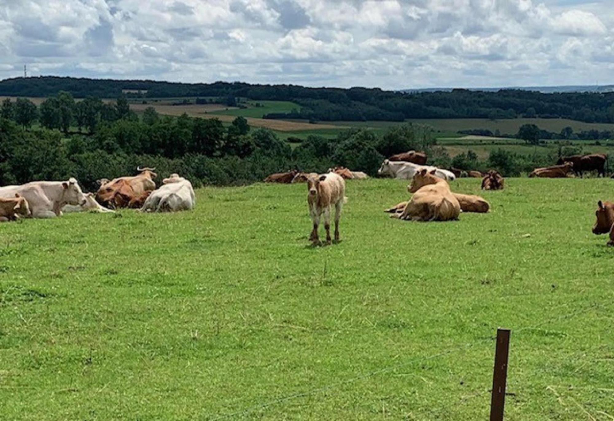 B&B Foret D'Animaux Bouillon Exterior foto